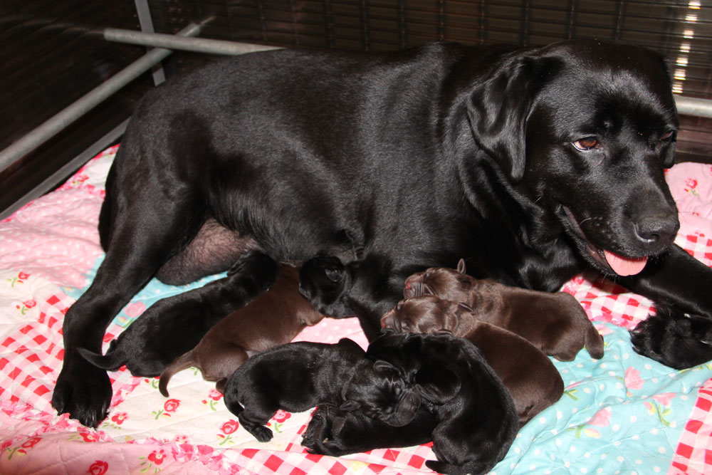 pups voorbeeld