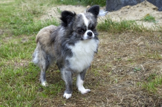 Louis_Juli_2015.jpg